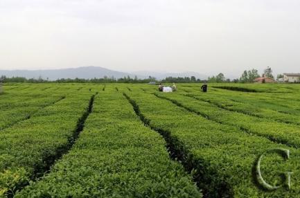 شرایط لاهیجان برای ثبت جهانی به عنوان پایتخت چای ایران بررسی شد