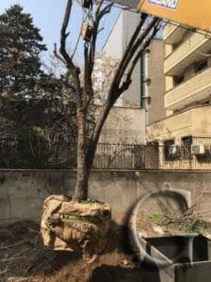 سقوط اصله درخت در حیاط منزل مسکونی