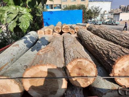کشف ۷ تن چوب جنگلی قاچاق در صومعه‌سرا